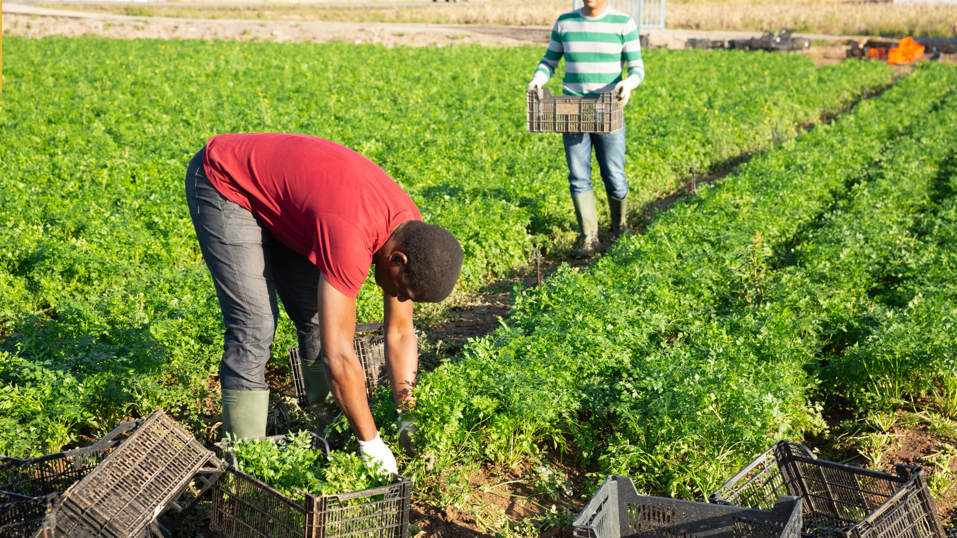 Canada Farm Worker Visa Program 2025/2026 — Apply Now