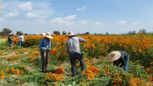 Canada Farm Worker Visa Program 2025/2026 — Apply Now