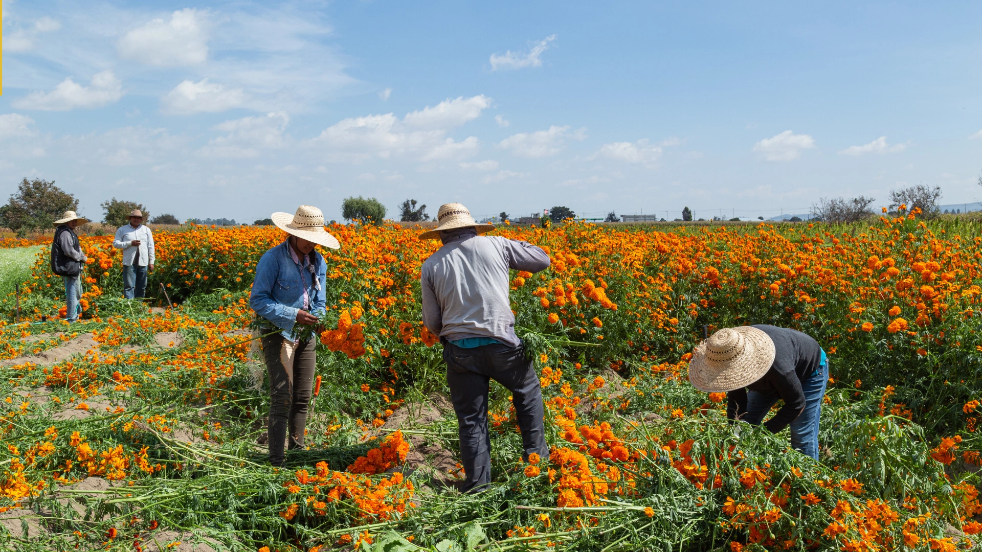 Canada Farm Worker Visa Program 2025/2026 — Apply Now